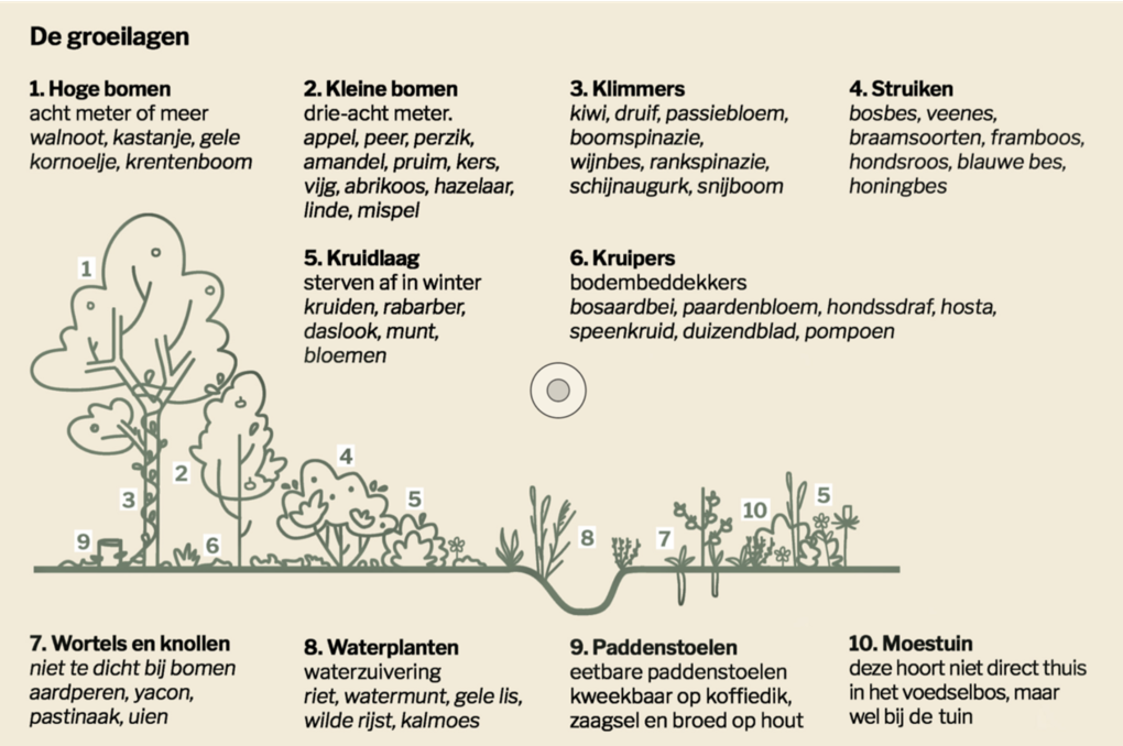 wat is een voedselbos
