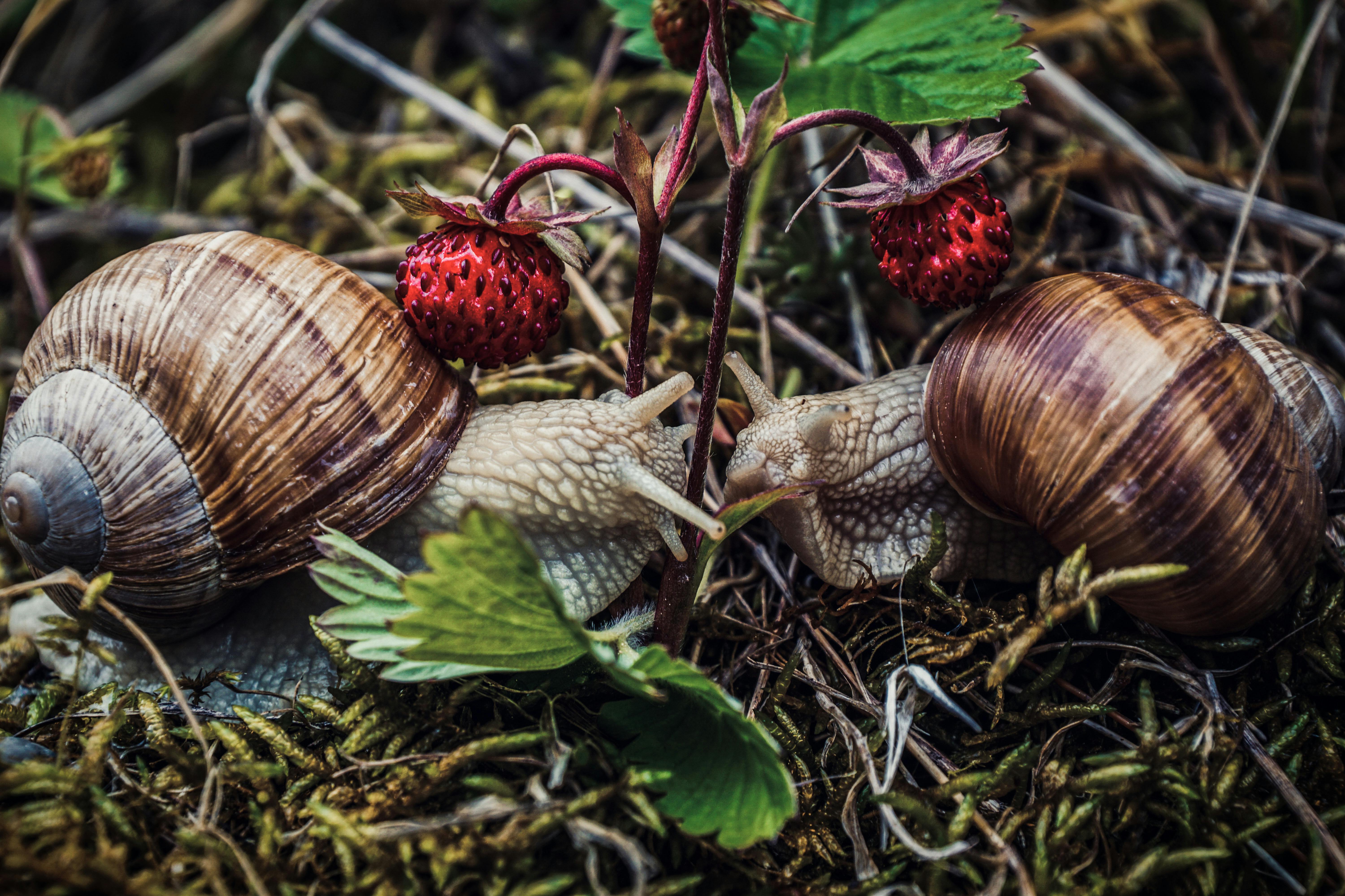 slakken in de moestuin