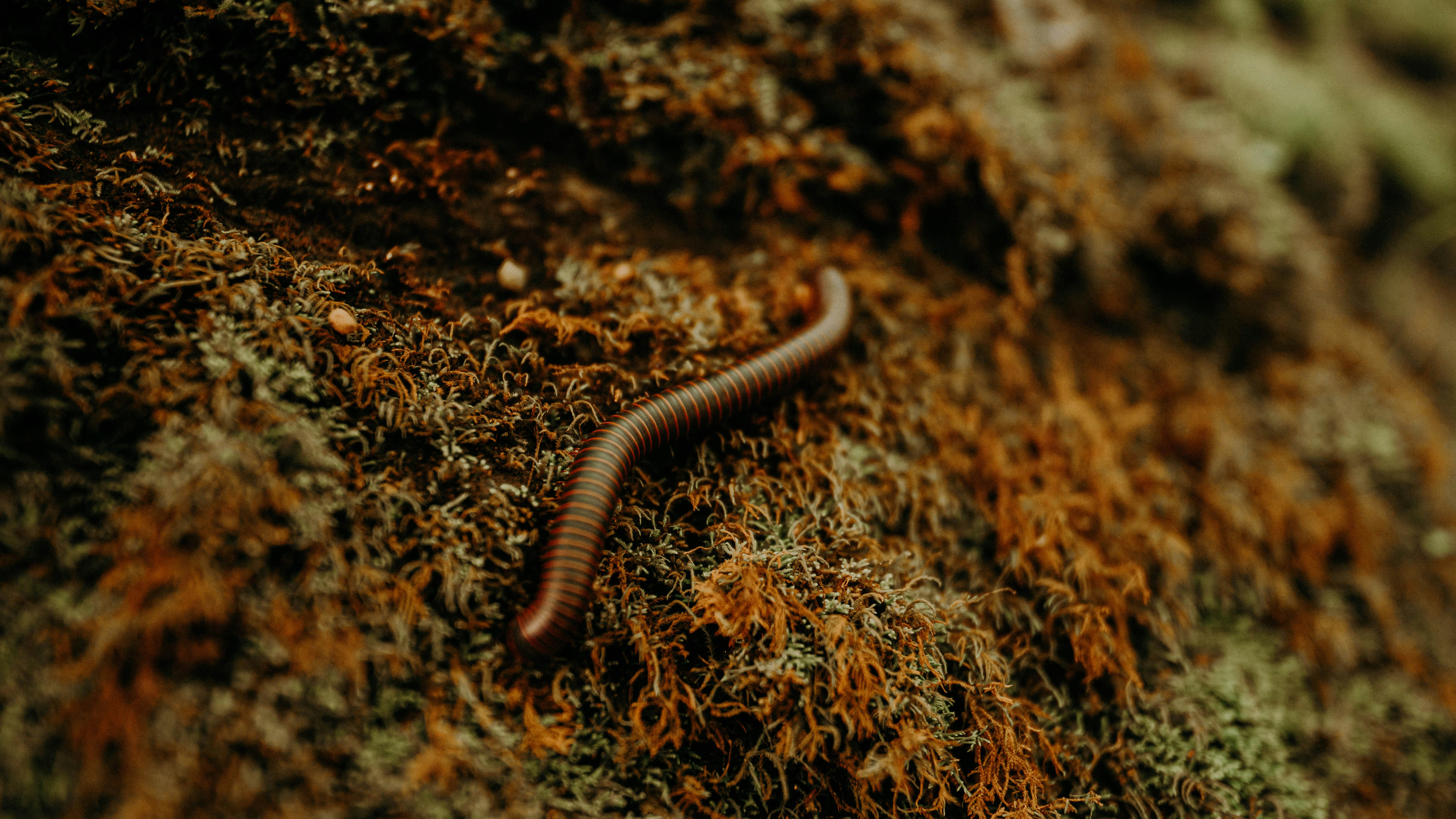 slakken in de moestuin