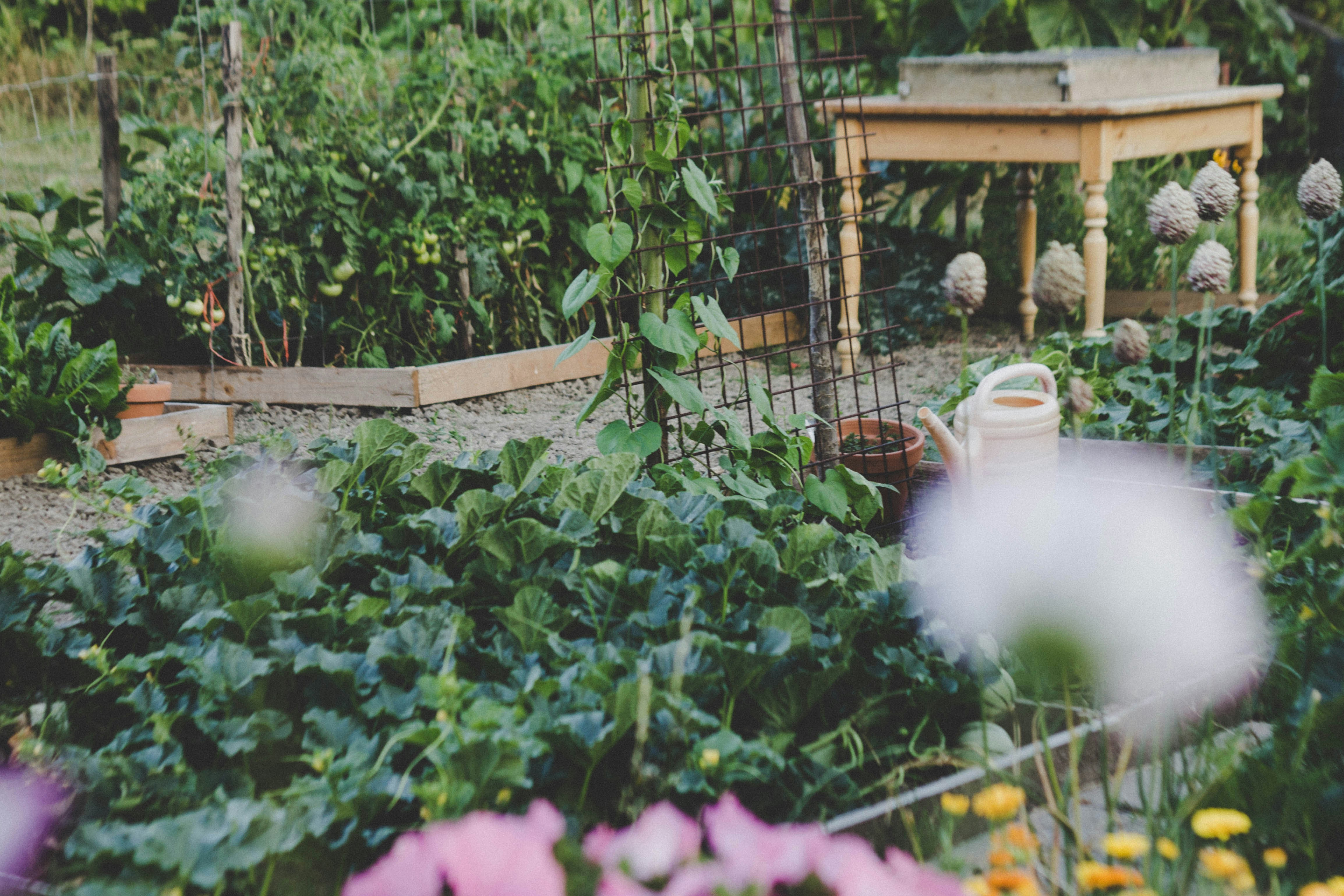 hoe start je een permacultuur moestuin